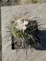 Preview: Stenocactus crispatus